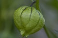 Tomatillo