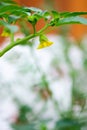 Tomatillo Flower On Branch