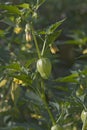 Tomatillo fruit and flowers