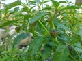 Tomatillo fruit or physalis angulata in the garden.