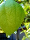 Tomatillo fruit in plant. Completely rain soaked