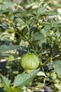 Tomatillo fruit