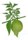 Tomatillo