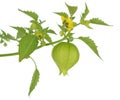 Tomatillo