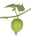 Tomatillo