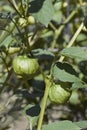 Tomatillo fruits