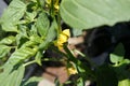 Tomatillo, Physalis philadelphica