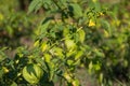 Tomatillo Physalis philadelphica or Mexican husk tomato Royalty Free Stock Photo