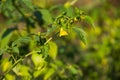 Tomatillo Physalis philadelphica or Mexican husk tomato Royalty Free Stock Photo