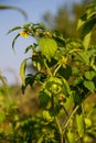 Tomatillo Physalis philadelphica or Mexican husk tomato Royalty Free Stock Photo