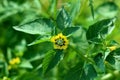 Tomatillo or Physalis philadelphica plant with small flower made of colorful petals surrounded with thick dark green leaves in Royalty Free Stock Photo