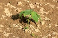 Tomatillo or Physalis philadelphica plant planted on partially wet ground in local garden