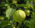 Tomatillo Or Physalis Philadelphica Plant With Fruit