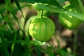 Tomatillo or Physalis philadelphica plant with small spherical light green fruit growing in local garden surrounded with leaves