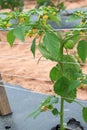 Tomatillo Plant