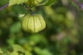 Tomatillo Royalty Free Stock Photo