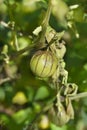 Tomatillo Royalty Free Stock Photo