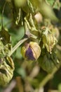 Tomatillo Royalty Free Stock Photo