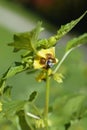 Tomatillo