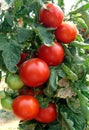 Tomato Royalty Free Stock Photo