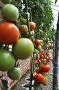 Tomato Royalty Free Stock Photo