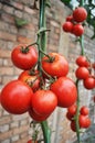 Tomato Royalty Free Stock Photo