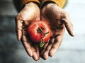 Closeup of hands holding tomato aerial view Royalty Free Stock Photo