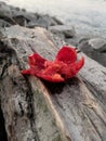 Smashed tomato on an aged log