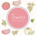 Tomato background, with sketchy linear vector design