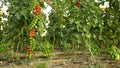 Tomato berry bio branch unripe green harvest tomatoes cherry vine crop vegetable red harvesting greenhouse plant grow Royalty Free Stock Photo