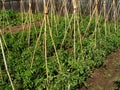 Tomato bio garden Royalty Free Stock Photo