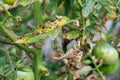 Tomato blight on maincrop foliage. fungal problem Phytophthora disease which causes spotting on late tomato leaves Royalty Free Stock Photo