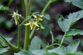 Tomato in bloom, growing seedlings in greenhouse conditions Royalty Free Stock Photo