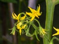 Tomato in bloom. The ovary of tomato