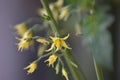 Tomato Blossoms (Solanum sect. Lycopersicon) Royalty Free Stock Photo