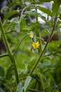 Tomato Blossoms (Solanum sect. Lycopersicon) Royalty Free Stock Photo