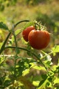 Tomato on the branch