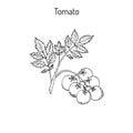 Tomato branch Royalty Free Stock Photo