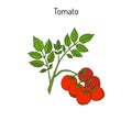 Tomato branch Royalty Free Stock Photo