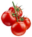 Tomato. Branch isolated on white. With clipping path Royalty Free Stock Photo