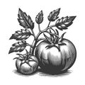 Tomato branch plant sketch vector