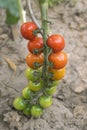 Tomato branch with ripened and unripened tomatoes colored green, orange and red. Close up on organic/bio garden vine plant. Royalty Free Stock Photo