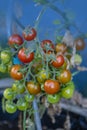 Tomato, branch with tomatoes. Ripening crop of tomatoes. Green tomatoes in a greenhouse