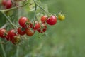 Tomato, branch with tomatoes. Ripening crop of tomatoes. Green tomatoes in a greenhouse