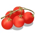 Tomato on a branch.