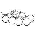 Tomato branch. Vector vintage engraving black illustration isolated