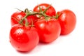 Tomato branch with water droplets isolated on white background Royalty Free Stock Photo