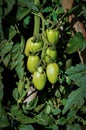 Tomato branches