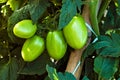 Tomato branches