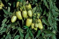 Tomato branches